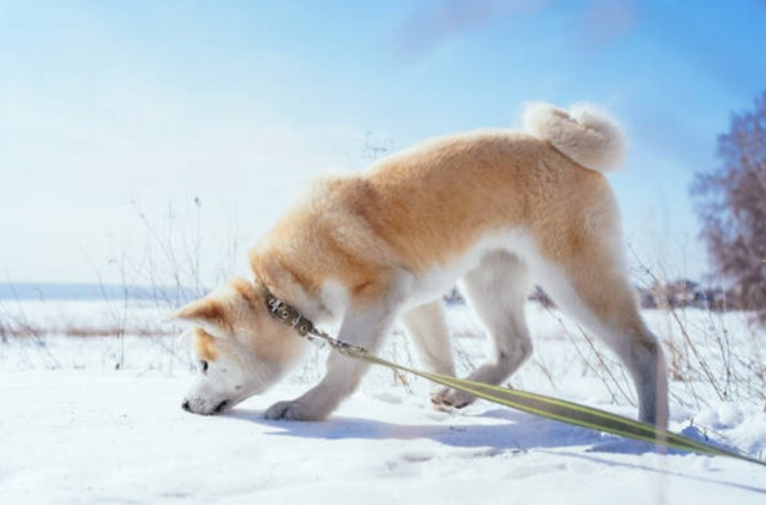 雪地中行走的秋田犬