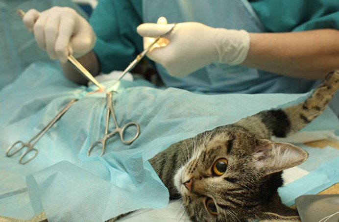 貓進行手術