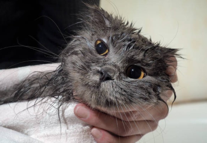 貓洗澡擦乾
