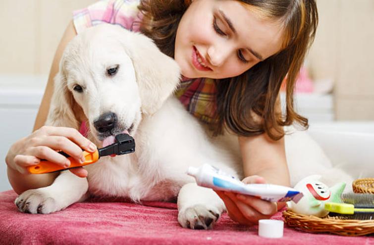 讓狗狗習慣刷牙，有利於清潔口腔