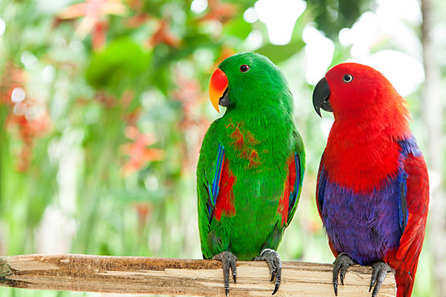 一隻綠色所羅門鸚鵡雄鳥與一隻紅色所羅門鸚鵡雌鳥站在樹枝上
