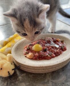 貓生食