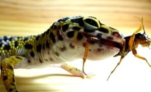 豹紋守宮主食