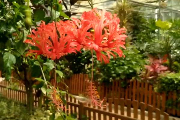 (扶桑花)