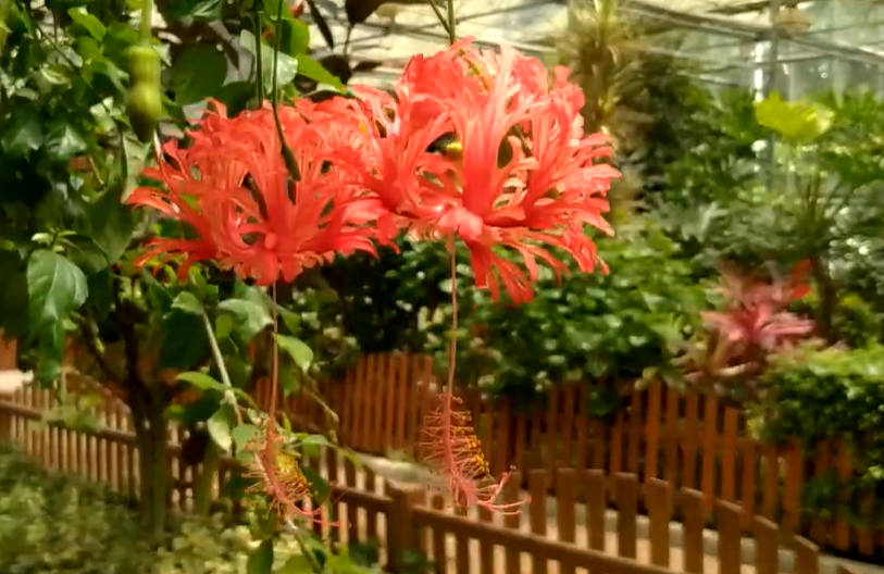 (扶桑花)
