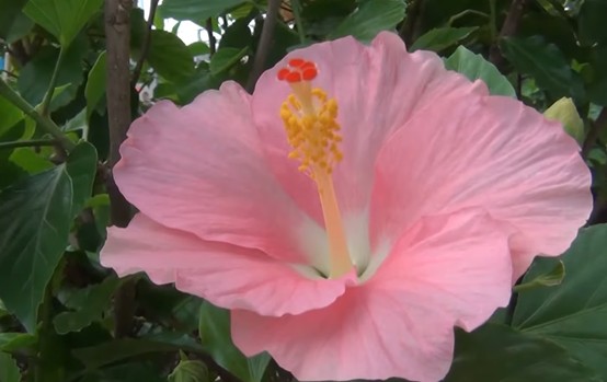 (扶桑花品種)