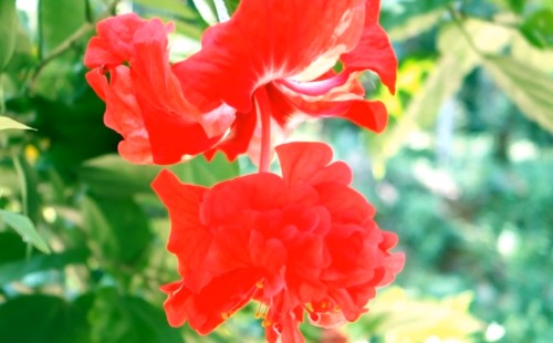 （紅色扶桑花）