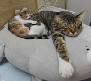 幼貓、老貓咳嗽