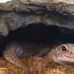 （豹紋守宮冬天保溫）