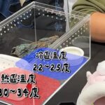 （豹紋守宮適合溫度）
